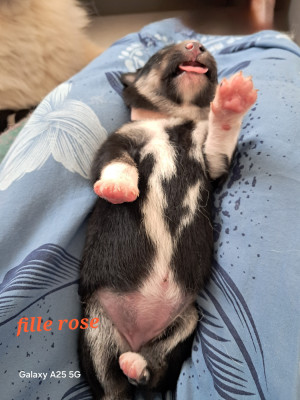 chiot femelle collier rose