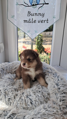 BUNNY CHIOT MALE COLLIER VERT