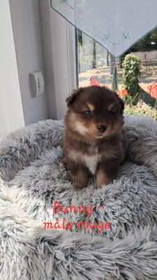 BUNNY CHIOT MALE COLLIER ROUGE