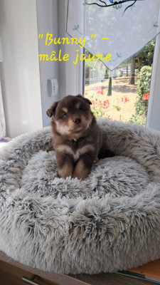 BUNNY CHIOT MALE COLLIER JAUNE
