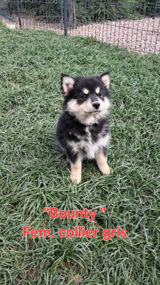 BOUNTY VALKIRY CARELIE DU NORD