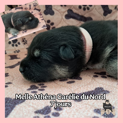 CHIOT COLLIER ROSE