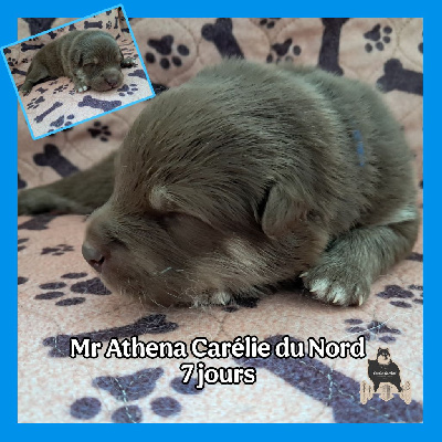 CHIOT COLLIER BLEU