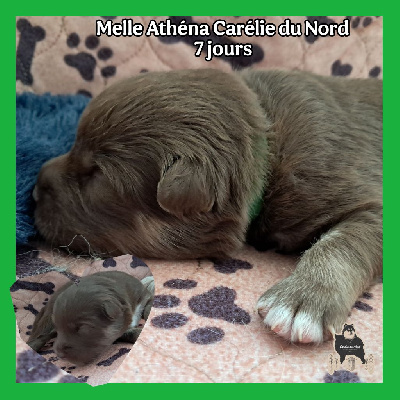 CHIOT COLLIER VERT