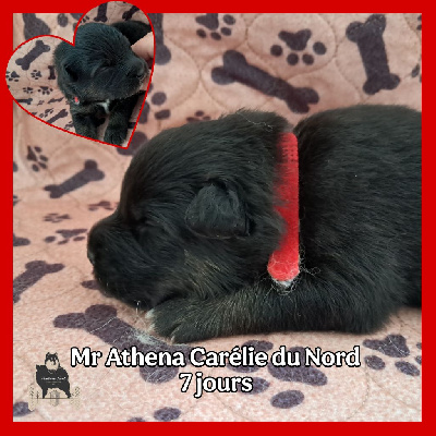 CHIOT COLLIER ROUGE