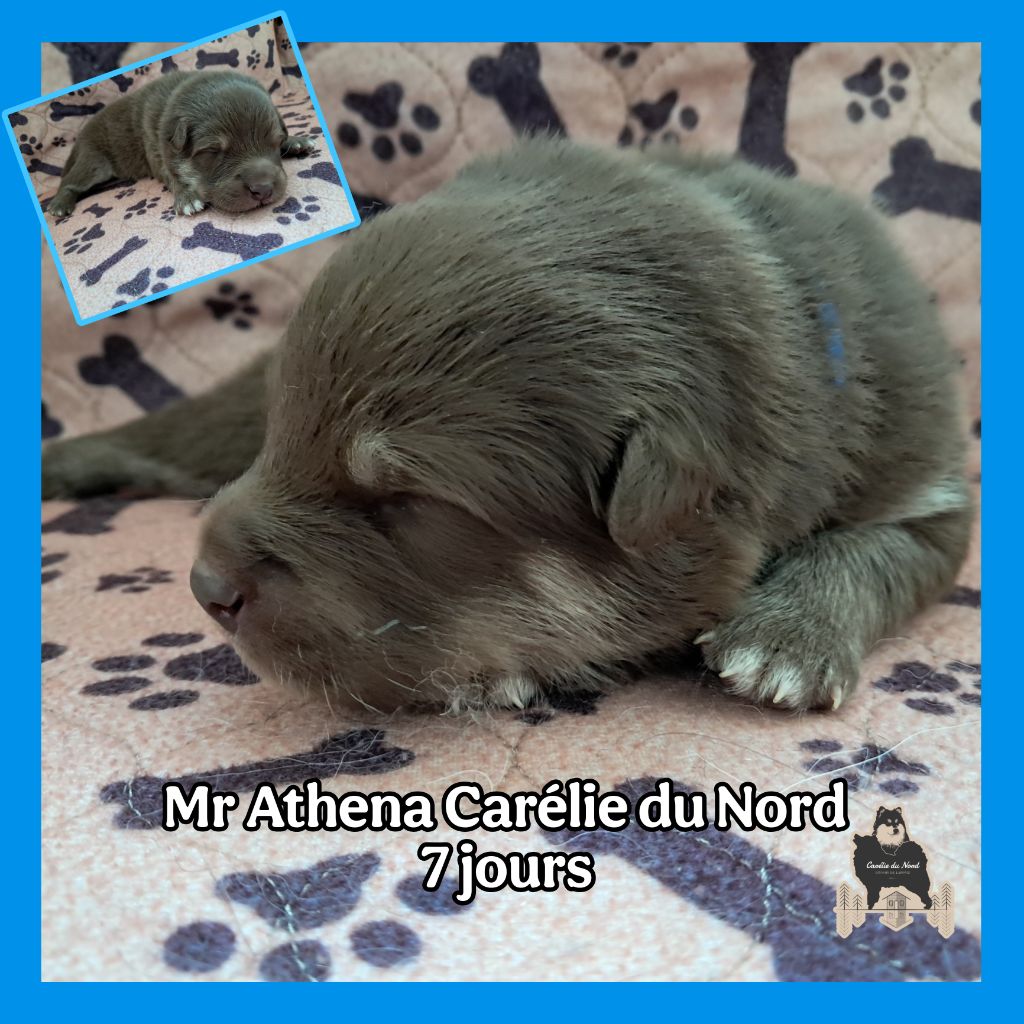 Carélie du nord - Chiots disponibles - Chien finnois de Laponie