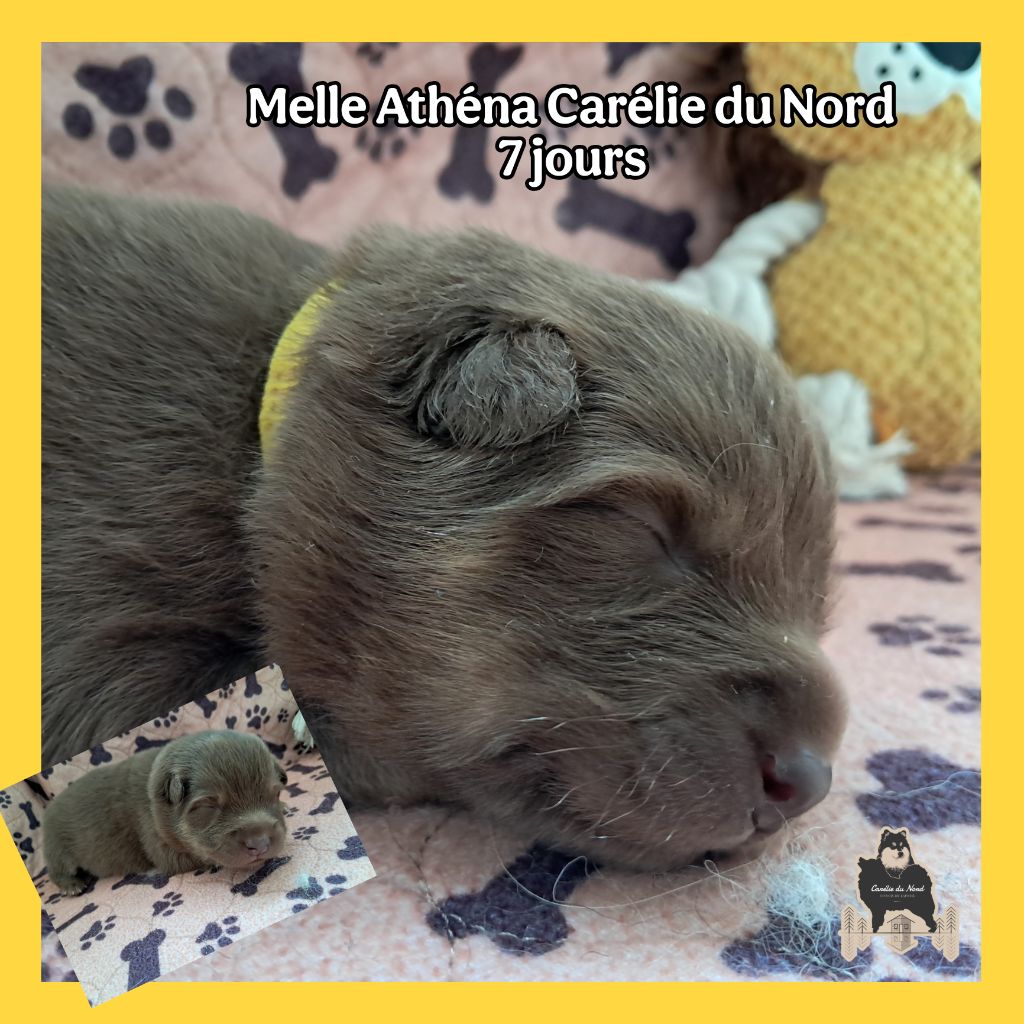 Carélie du nord - Chiots disponibles - Chien finnois de Laponie