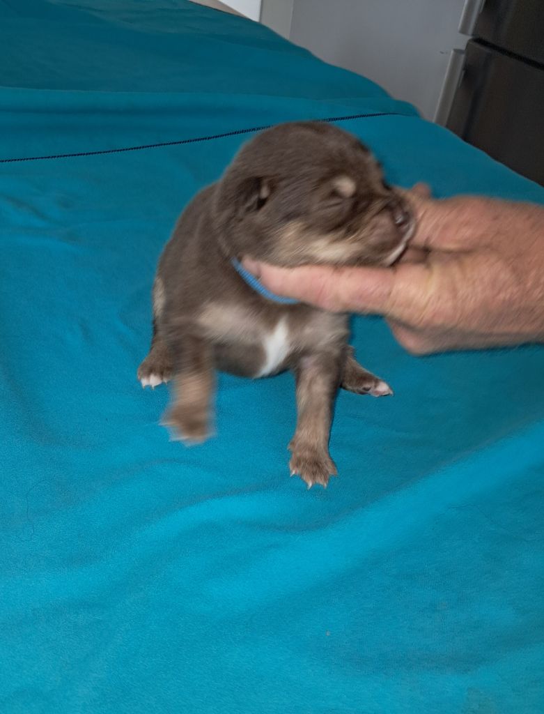 Carélie du nord - Chiots disponibles - Chien finnois de Laponie