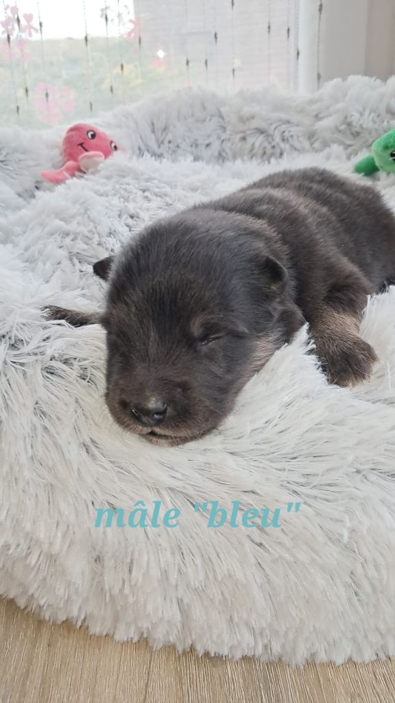 Carélie du nord - Chiots disponibles - Chien finnois de Laponie