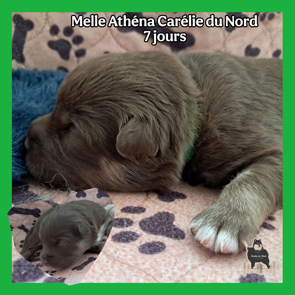 Carélie du nord - Chiots disponibles - Chien finnois de Laponie