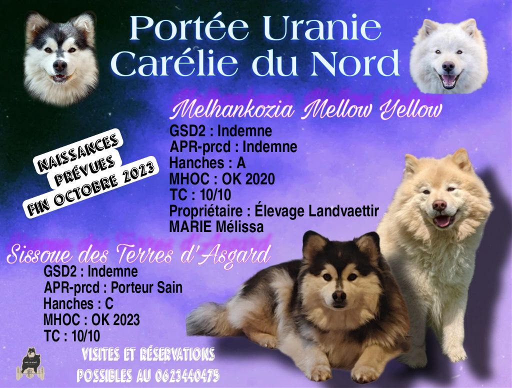 Carélie du nord - Chien finnois de Laponie - Portée née le 22/10/2023