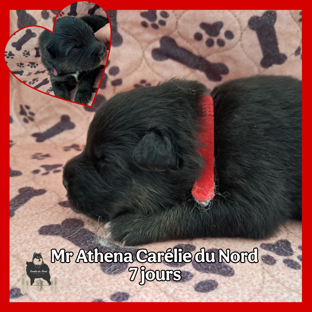Carélie du nord - Chiots disponibles - Chien finnois de Laponie