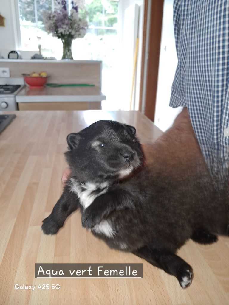 Carélie du nord - Chiots disponibles - Chien finnois de Laponie